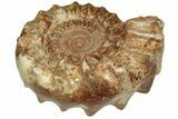 Jurassic Ammonite (Kranosphinctes?) Fossil - Madagascar #207410-2